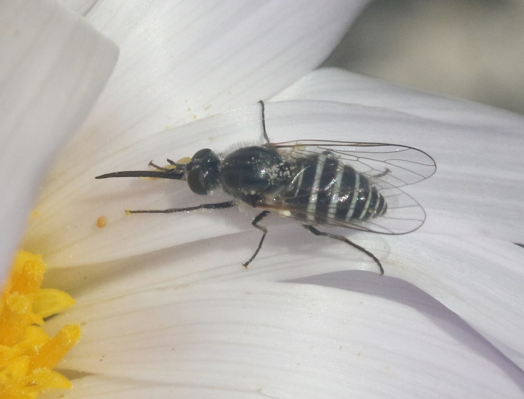 Apolysis druias