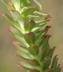 Euphorbia foliosa