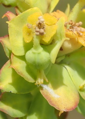 Euphorbia foliosa