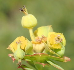 Euphorbia foliosa