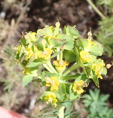 Euphorbia foliosa