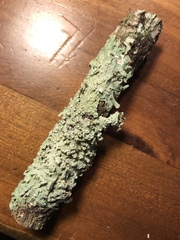 Canoparmelia cryptochlorophaea