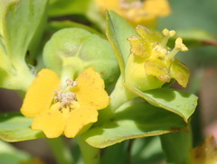 Euphorbia foliosa