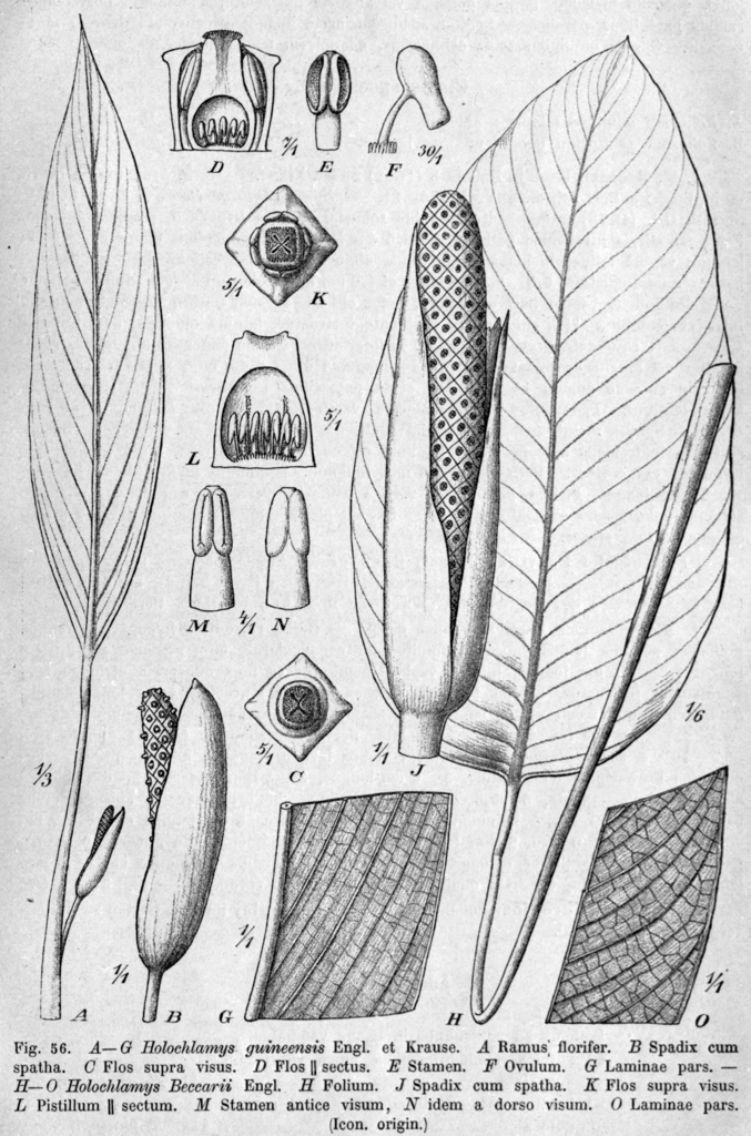 Spathiphylleae