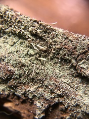 Cladonia subradiata