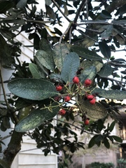 Pittosporum crassifolium