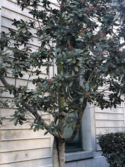 Pittosporum crassifolium