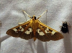 Phostria
