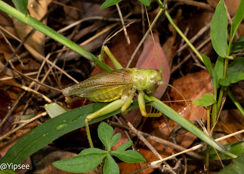 Magnigryllacris serricauda
