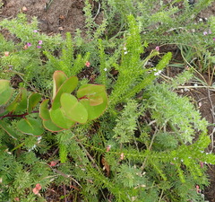 Muraltia satureioides