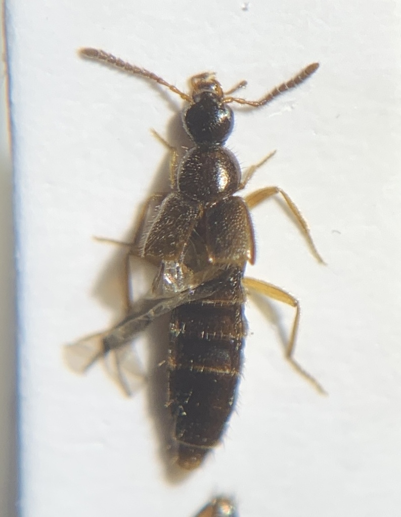 Parocyusa rubicunda