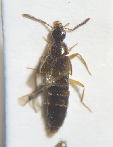 Parocyusa rubicunda