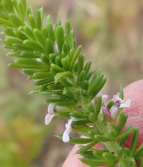 Muraltia satureioides
