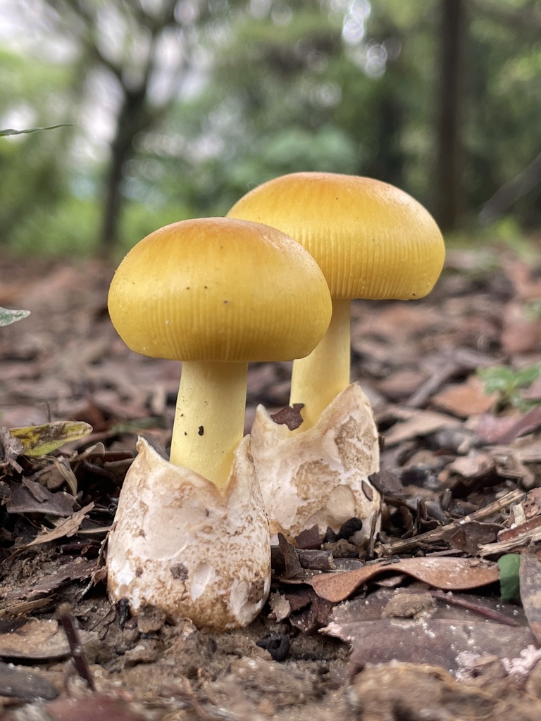 Amanita Sect. Caesareae