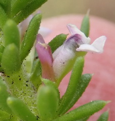 Muraltia satureioides