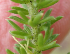 Muraltia satureioides