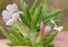 Muraltia satureioides