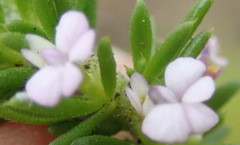Muraltia satureioides