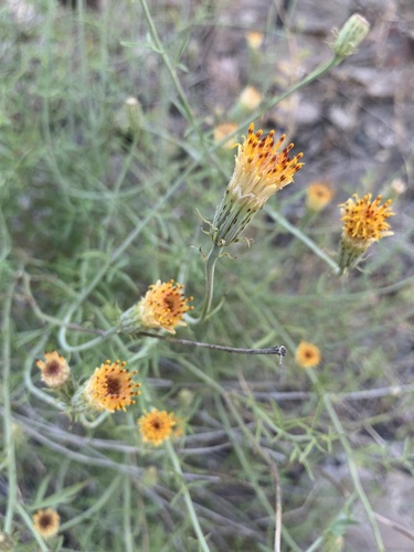 Adenophyllum porophylloides (A.Gray) Strother