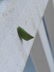 Siphanta acuta