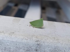 Siphanta acuta