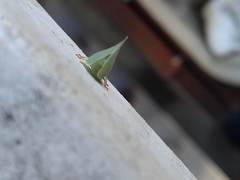 Siphanta acuta