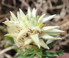 Phylica dodii