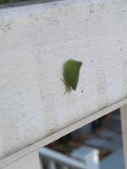 Siphanta acuta