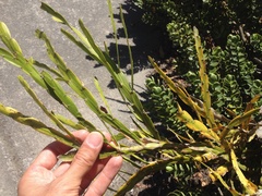 Carmichaelia williamsii