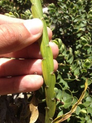 Carmichaelia williamsii