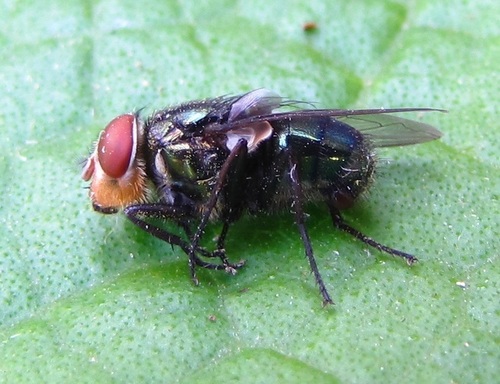 Secondary Screwworm Fly photo 3