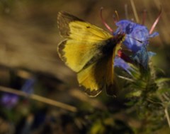 Colias erate