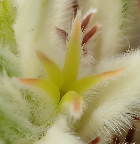 Image of Phylica dodii by (c) Nicola van Berkel, some rights reserved (CC BY-SA)