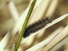 Lepidoptera