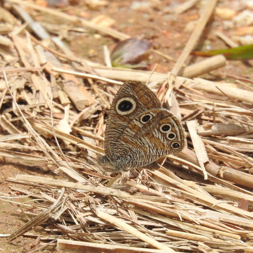 Nilgiri Four-ring