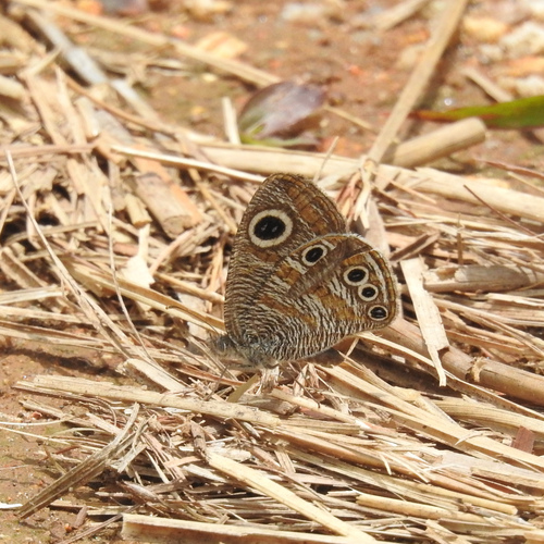 Nilgiri Four-ring