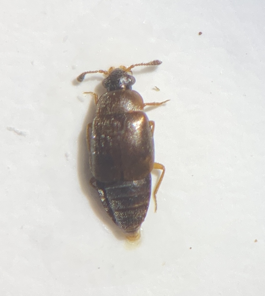 Staph beetle