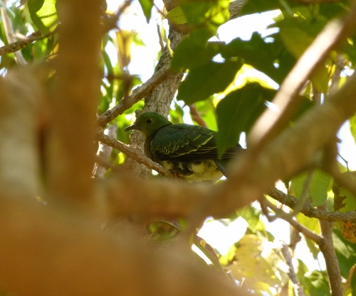 Ptilinopus superbus