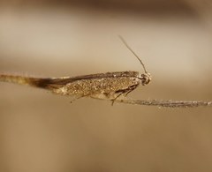 Lepidoptera