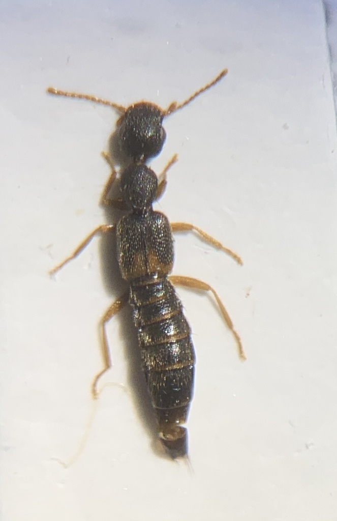 Astenus pulchellus