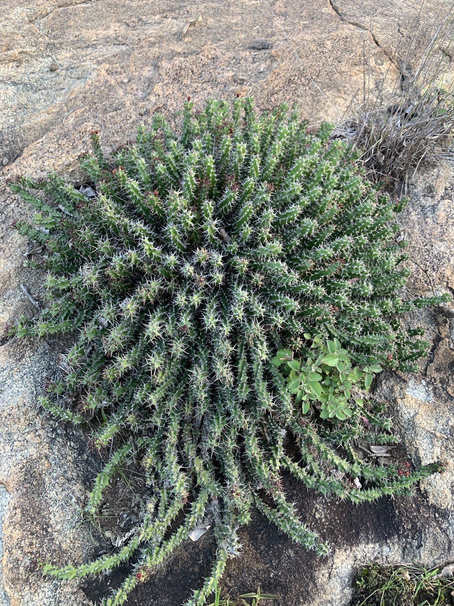 Euphorbia vandermerwei