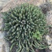 Euphorbia vandermerwei - Photo (c) tomjachu，保留部份權利CC BY-NC