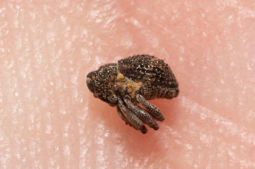Scleropterus serratus