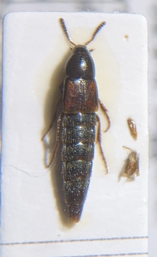 Mycetoporus nigricollis