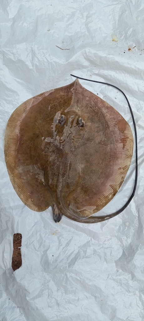 Niger Stingray