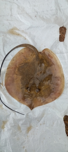 Niger stingray
