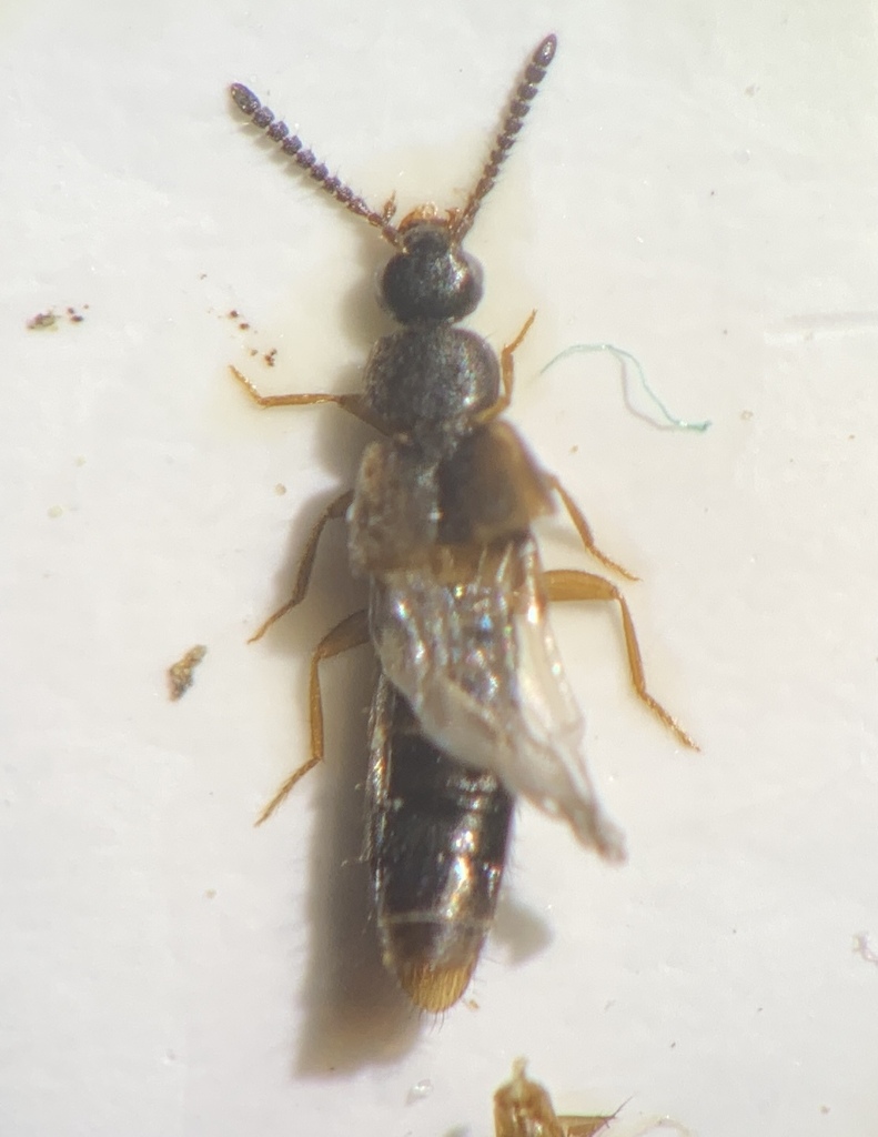 Atheta crassicornis