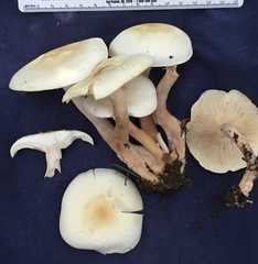 Clitocybe fragrans image