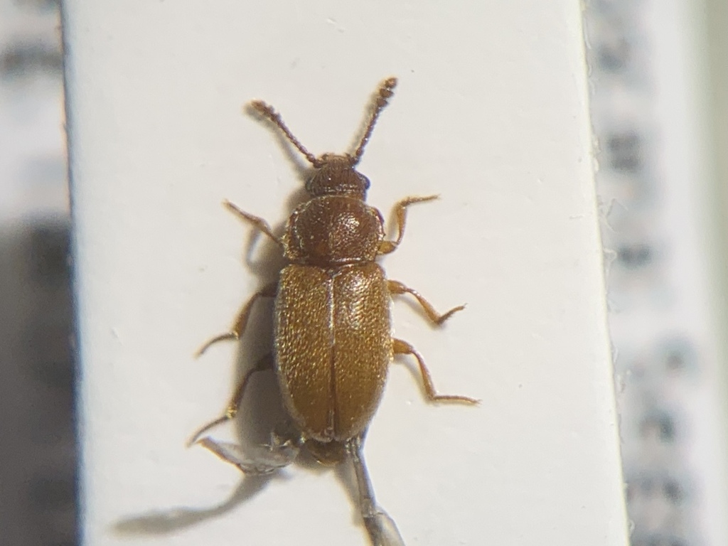 Cryptophagus subdepressus