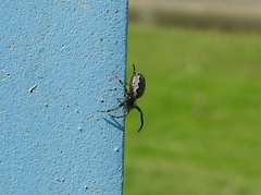 Nuctenea silvicultrix